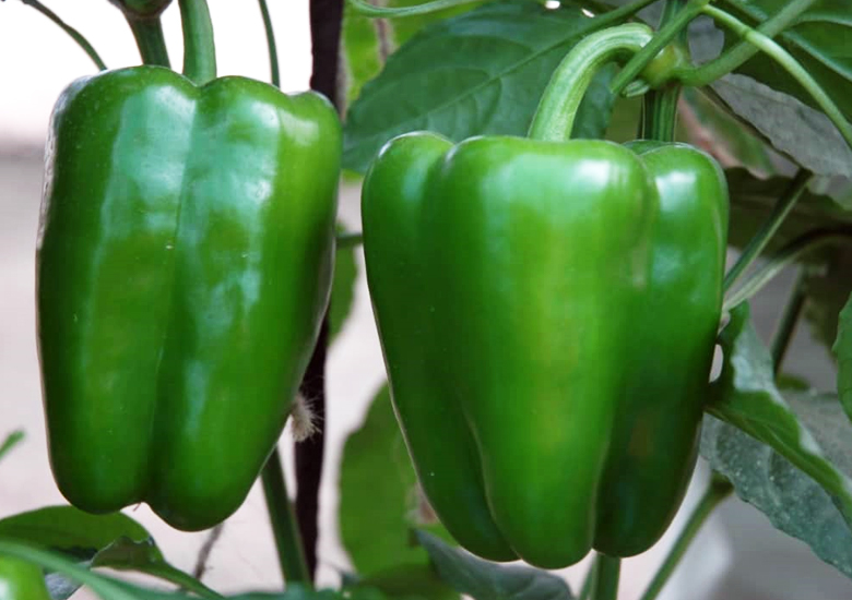 agrotipseeds-about-us-image-2 agrotipseeds-about-us-image-2