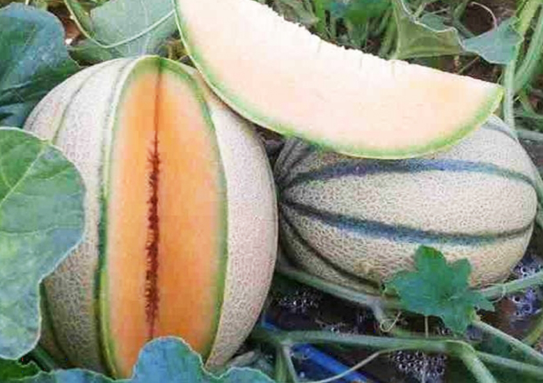 agrotipseeds-about-us-image-3 agrotipseeds-about-us-image-3