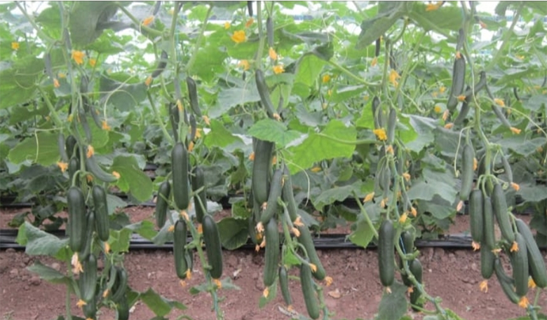 agrotipseeds-armagan-1-image-1 agrotipseeds-armagan-1-image-1