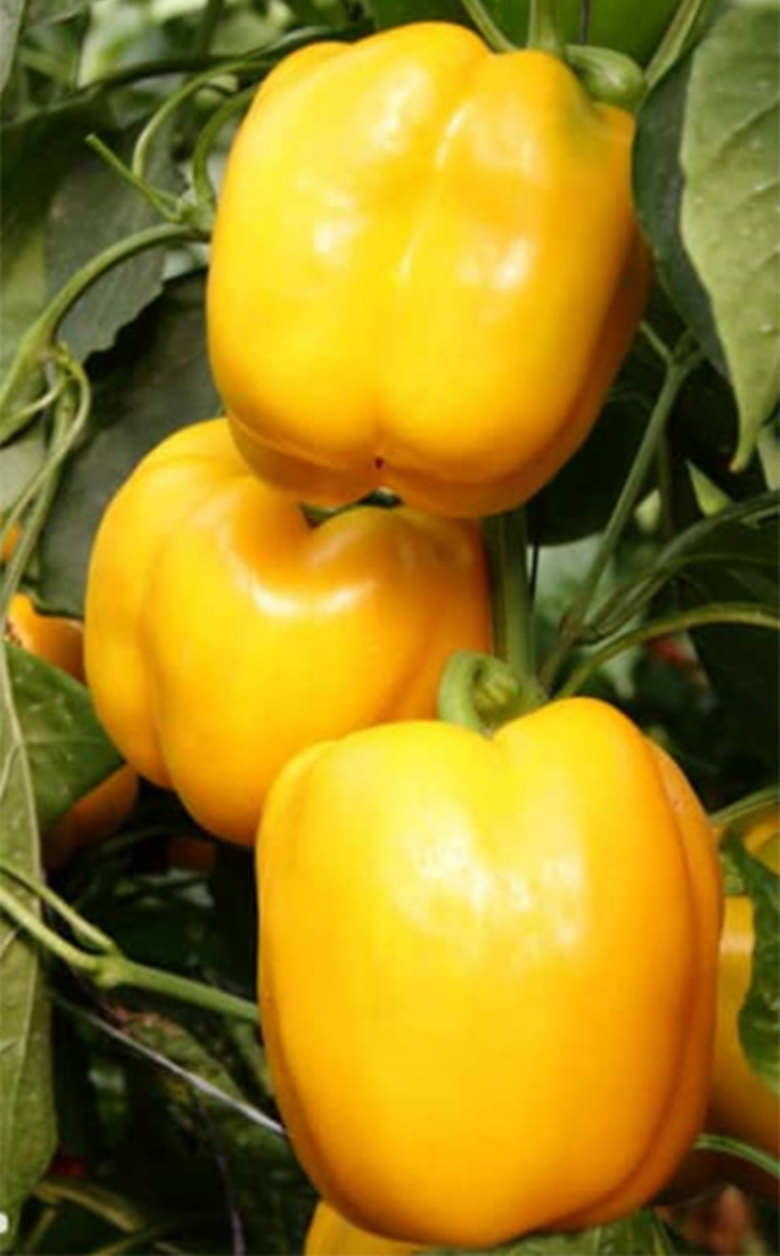 agrotipseeds-armagan-190-image-3 agrotipseeds-armagan-190-image-3