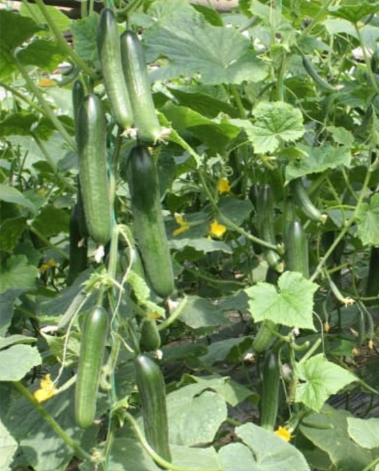 agrotipseeds-armagan-21-image-1 agrotipseeds-armagan-21-image-1