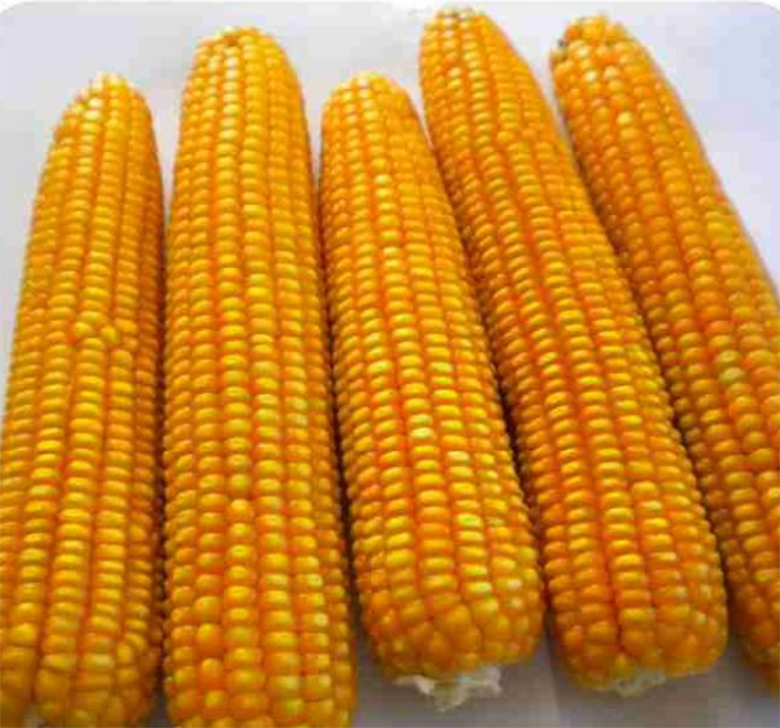 agrotipseeds-armagan-2555-image agrotipseeds-armagan-2555-image