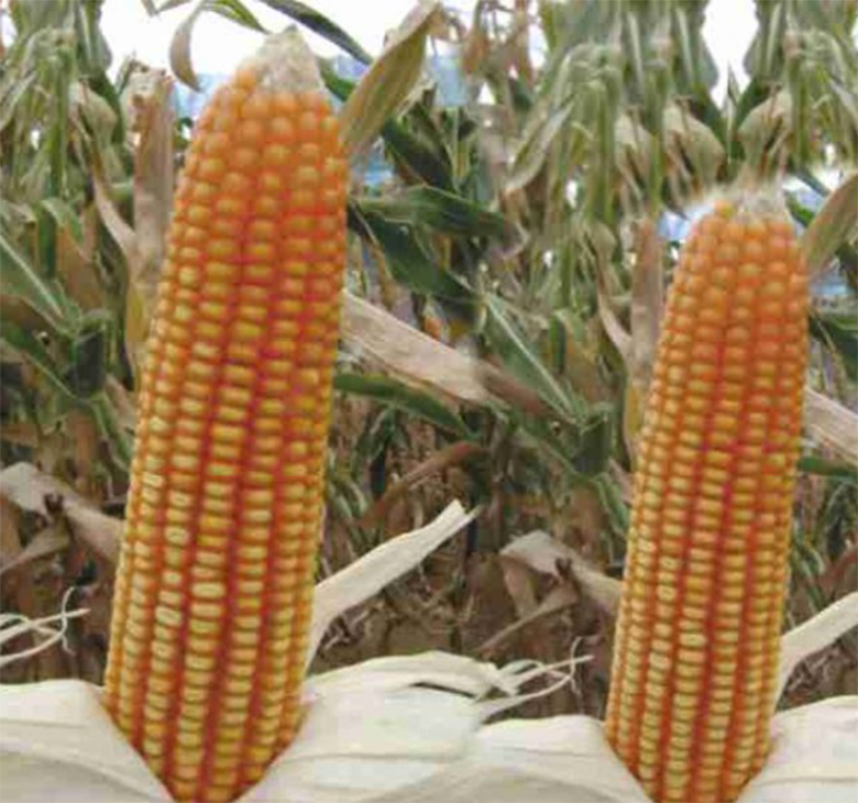agrotipseeds-armagan-2632-image agrotipseeds-armagan-2632-image