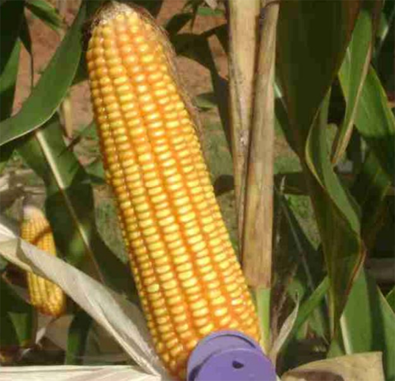 agrotipseeds-armagan-2645-image agrotipseeds-armagan-2645-image