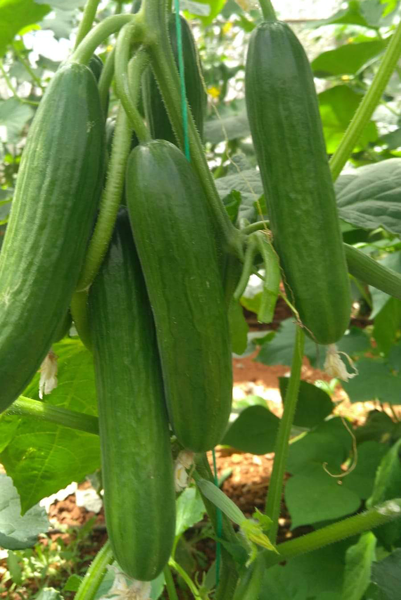 agrotipseeds-armagan-41-image-1 agrotipseeds-armagan-41-image-1