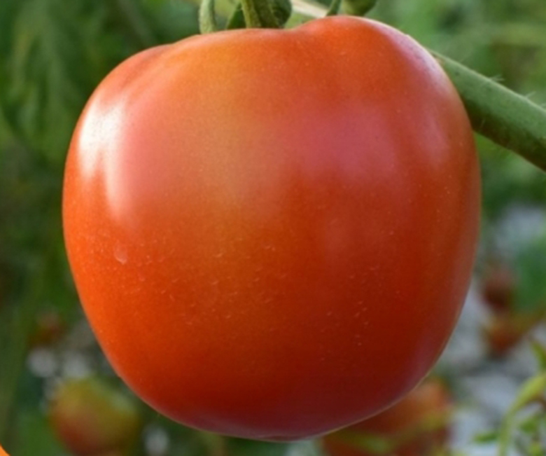 agrotipseeds-armagan-455-image-1 agrotipseeds-armagan-455-image-1