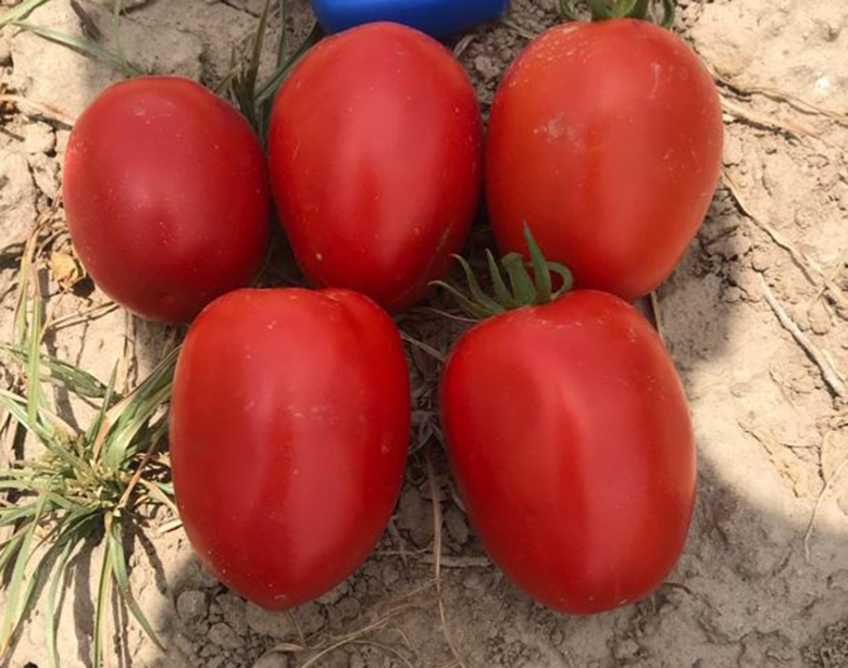 agrotipseeds-armagan-470-img-1 agrotipseeds-armagan-470-img-1