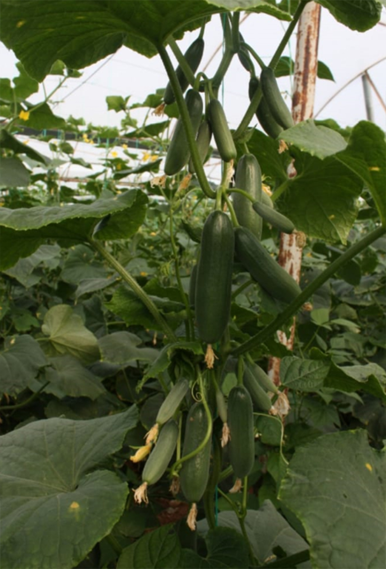 agrotipseeds-armagan-7-image-1 agrotipseeds-armagan-7-image-1