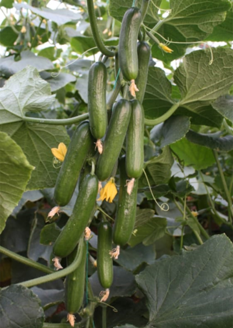 agrotipseeds-armagan-9-image-01 agrotipseeds-armagan-9-image-01