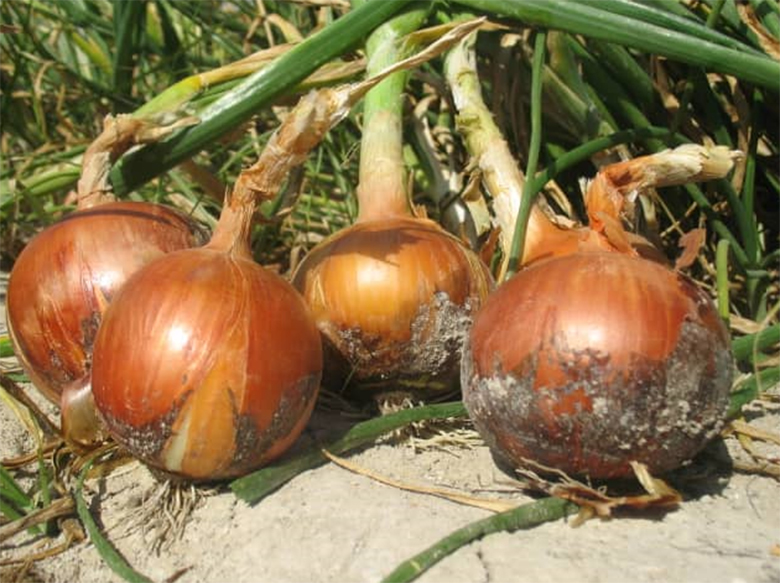 agrotipseeds-armagan-g-image-1 agrotipseeds-armagan-g-image-1