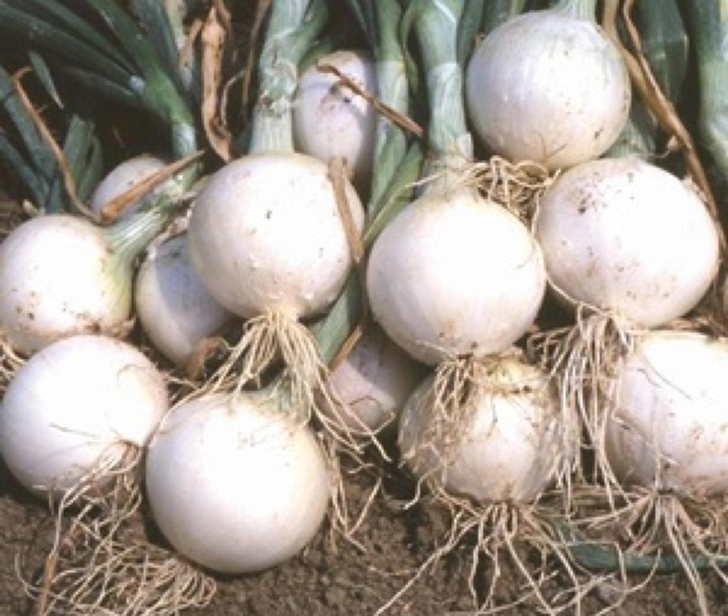 agrotipseeds-armagan-w-image agrotipseeds-armagan-w-image