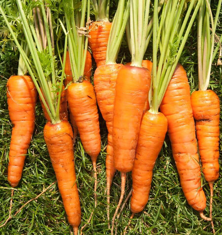 agrotipseeds-chantenay-image agrotipseeds-chantenay-image