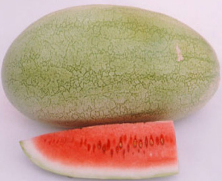 agrotipseeds-charleston-image